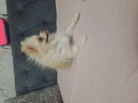 MİKRO DİŞİ POMERANİAN HİÇ ÇİFTLEŞMEDİ