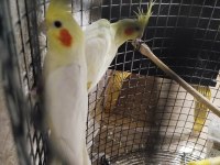 2 muhabbet kuşu ve 2 sultan papağanı