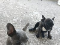 İzmir blue french bulldog yavru dişi erkek