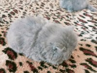 British longhair kedimiz 1,5 aylık