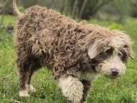 Trde nadir bulunan ırklardan ausiedoodle yavrumuz