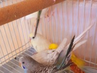 YENİ YEME DÜŞMÜŞ EV ÜRETİMİ BEBEK MUHABBETCİKLER