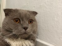 Çok tatlı 1.5 yaşında bir erkek scottish fold