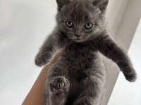 Şecereli anne baba 1.5 aylık british shorthair