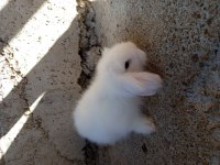 Yavru Hollanda teddy lop tavşanları