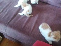 İran persian saf bebekler