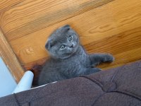 Yavru scottish fold 2 aylık