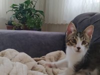 13 Haftalık Yavru Ev Kedisi
