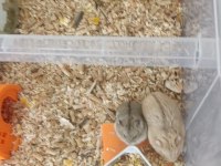 Kayseri Gonzales Hamster