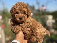 Teacup boy red brown Poodle cinsi bebekler