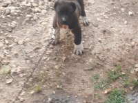 Üst düzey orijinal haymana karası çift köpeğimiz