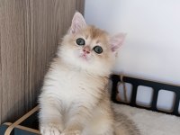 Blue Golden Erkek Yavru British Shorthair