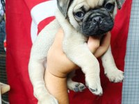 YAVRU ÇOK AKILLI ÇOK OYUNCU AİLE ÇOCUK DOSTU PUG