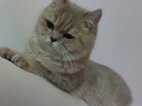 1 Buçuk Yaşında Dişi British Shorthair