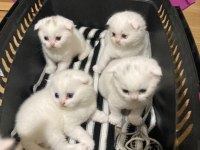 Scottish fold yavrular