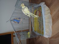 Sultan Papağanı Erkek