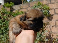 Yavru pekinez köpekler