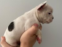 A Kalite Maskeli French Bulldog Yavrularımız