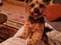 Yorkshire terrier yavrular