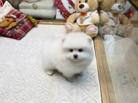 Kaliteli Basık Burun Teacup Pomeranian Yavrular