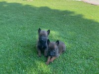 Malinois bebekler yeni yuvalarını bekliyorlar