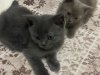 Mama karşılığı british shorthair erkek yavru
