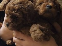 Muhteşem Toy Poodle yavrular