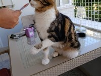Maine coon ve tekir kırması kısır erkek