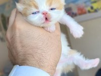 Safkan Şecereli Şampiyon Exotic Shorthair yavrularım