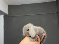 HOLLANDA LOP TAVŞANLARIMIZ