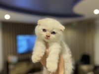 BABY FACE SCOTTISH FOLD YAVRULARIM 