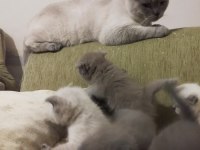 1 aylık british shorthair yavrular