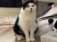 Ücretsiz bitter british shorthair kardeşler