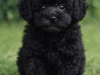 Sevimliliğiyle Büyüleyen Siyah Toy Poodle