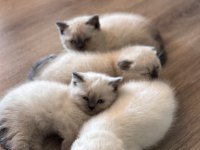 Scottish Ve British Shorthair Blue Point Yavrular