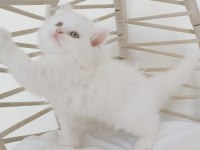 Safkan eşsiz güzellikte british longhair yavrularım