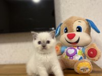 Brıtısh Shorthair Blue Point Yavrularım