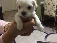 Ev Üretimi 43 Günlük Morkie Yavrular