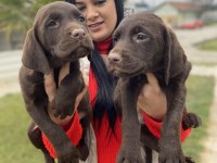 Çikolata labrador yavrularım