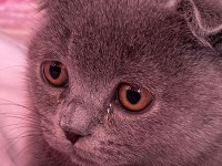 Orijinal erkek scottish fold eğitimli aşılı