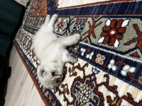 Scottish fold Kızımız lokum