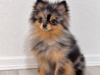 Pomeranian Merle Yetişkin Dişi En Uygun