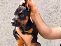 Premium Doberman