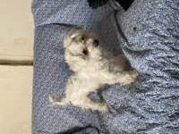 1 Yaşında Beyaz Melek Köpeğimiz