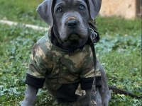 Orjinal cane corso blue aşıları hepsi vardır 5 aylıktır