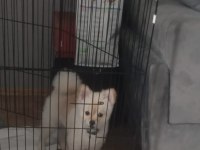 Pomeranian boo 9 aylık erkek