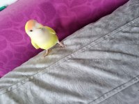 Sevda Papağanı Erkek