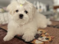 Maltese yavruları