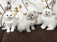 Scottish Fold Erkek Yavrular