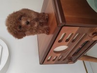 Dişi toy poodle